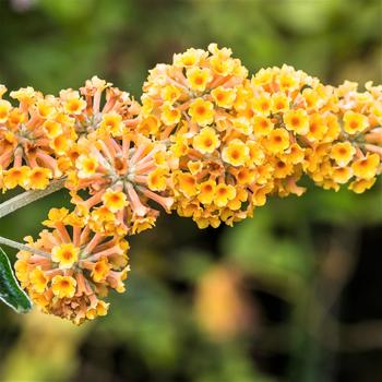 Buddleia x weyeriana 'Golden Glow' 