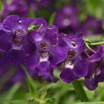 Angelonia angustifolia 'Spreading Dark Purple Improved' 