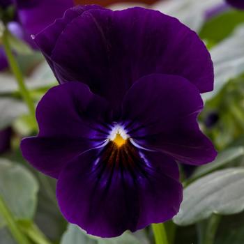 Viola x wittrockiana 'Deep Violet' 