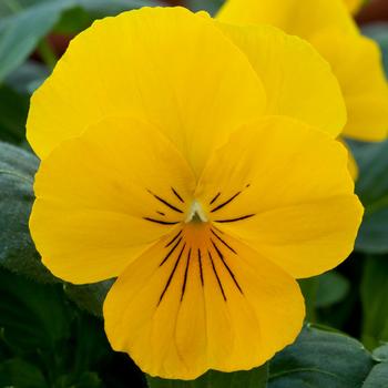 Viola x wittrockiana 'Golden Yellow' 