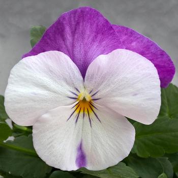 Viola x wittrockiana 'White Rose Wing' 
