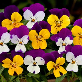 Viola x wittrockiana 'Little Faces Mix' 