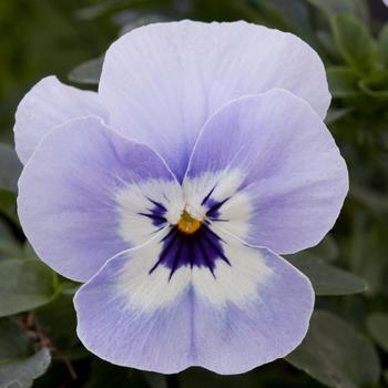 Viola x wittrockiana 'Marina' 