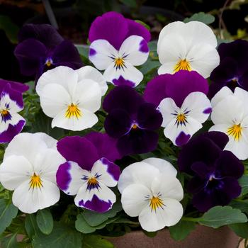 Viola x wittrockiana 'Moonlight Mix' 