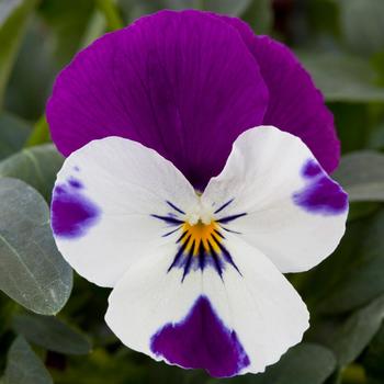 Viola x wittrockiana 'Purple & White' 