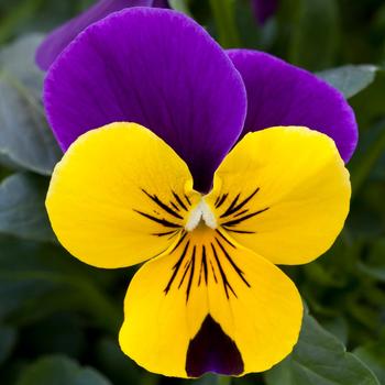 Viola x wittrockiana 'Purple Wing' 