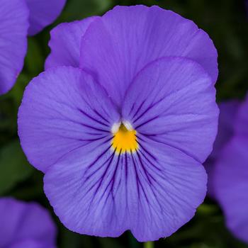 Viola x wittrockiana 'True Blue' 