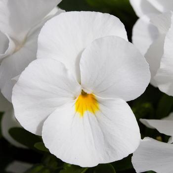 Viola x wittrockiana 'White' 