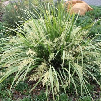 Lomandra hystrix 'Katie Belles' 