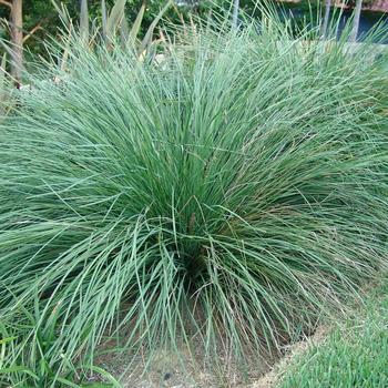 Lomandra longifolia 'LM400' PP15583