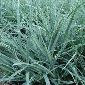 Carex flacca