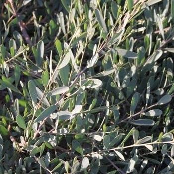 Acacia redolens 'Desert Carpet' 