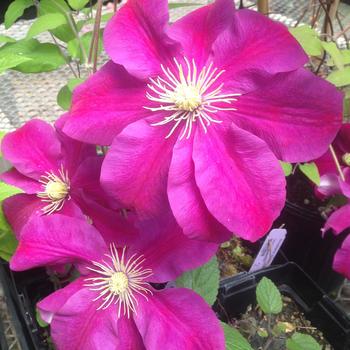 Clematis 'Sunset' 