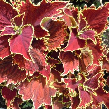 Coleus 'Crown Jewel' 