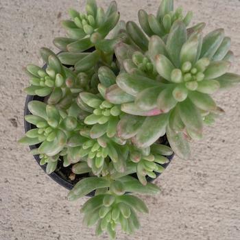 Sedum rubrotictum 'Aurora' 