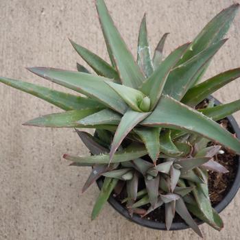 Aloe 'Walmsley's Blue' 