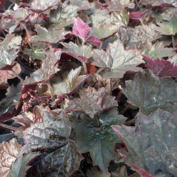 Heuchera 'Blackout' 