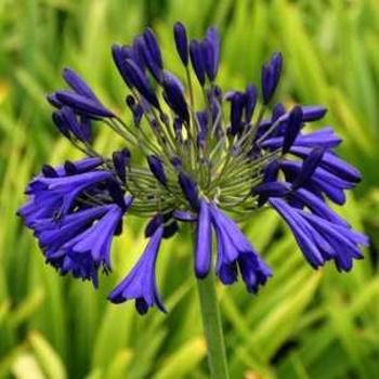 Agapanthus 'Elaine' PP7303