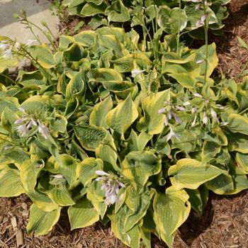 Hosta 'Katie Q' 