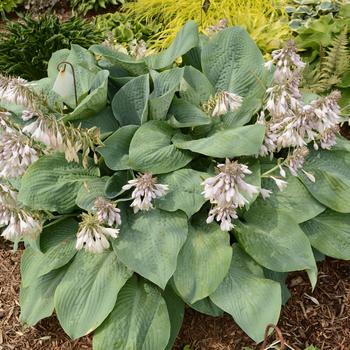 Hosta 'Blue Mammoth' 