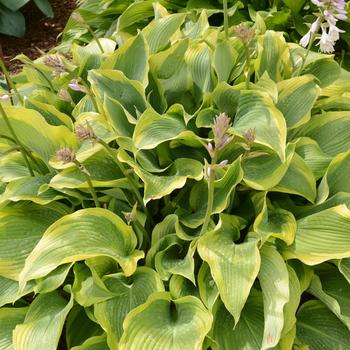 Hosta 'Atlantis' 