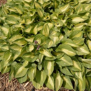 Hosta 'Fantasy Island' 