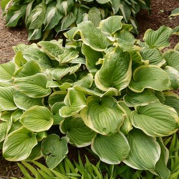 Hosta 'Fragrant Dream' 