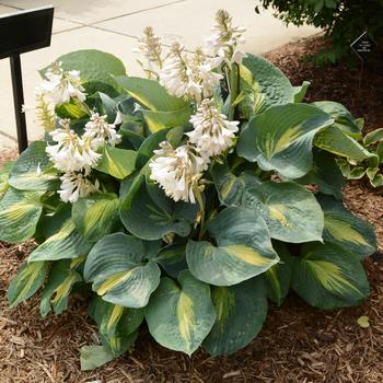 Hosta 'Dream Queen' 