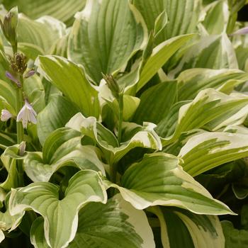 Hosta 'Sundance' 