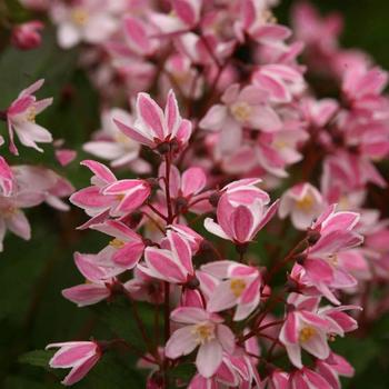 Deutzia 'NCDX2' PPAF, Can 5079