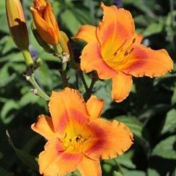 Hemerocallis 'Tiger Time' PP12445