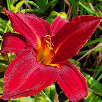 Hemerocallis 'Red Velvet Dress' 