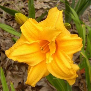 Hemerocallis 'Double Talk' 