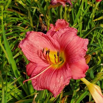 Hemerocallis 'Coming Up Roses' 