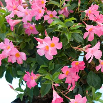 Mandevilla Sun Parasol® 'Pretty Pink'