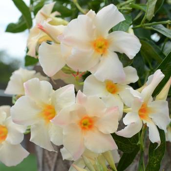 Mandevilla Sun Parasol® 'Apricot'