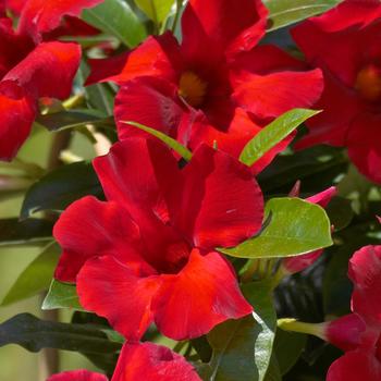 Mandevilla Sun Parasol® 'Giant Crimson'