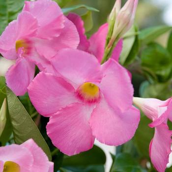 Mandevilla Sun Parasol® 'Giant Pink'