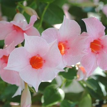 Mandevilla Sun Parasol® 'Cream Pink'