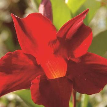 Mandevilla Sun Parasol® 'Crimson'