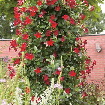 Mandevilla Sun Parasol® 'Dark Red'