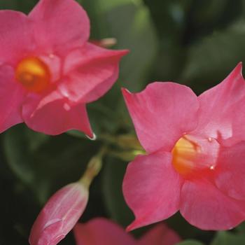 Mandevilla 'Pink' 