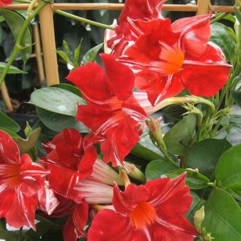 Mandevilla 'Sunparasuji' 