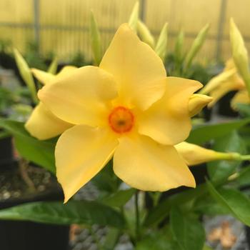 Mandevilla 'Sunbeam' 