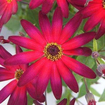 Pericallis Senetti® 'Magic Merlot'