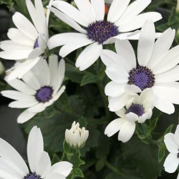 Pericallis 'White' 