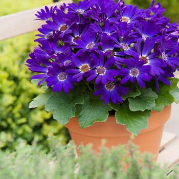 Pericallis 'Violet' 