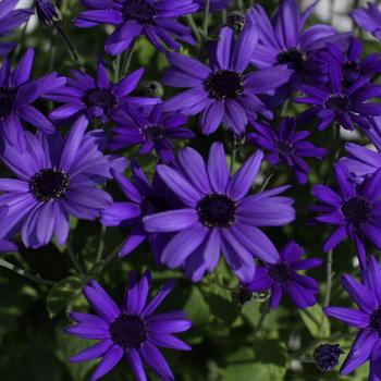 Pericallis 'Super Blue' 