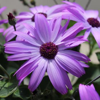 Pericallis Senetti® 'Sparkle Lavender'