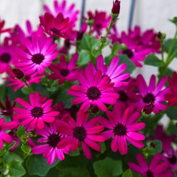 Pericallis 'Ruby Red' 